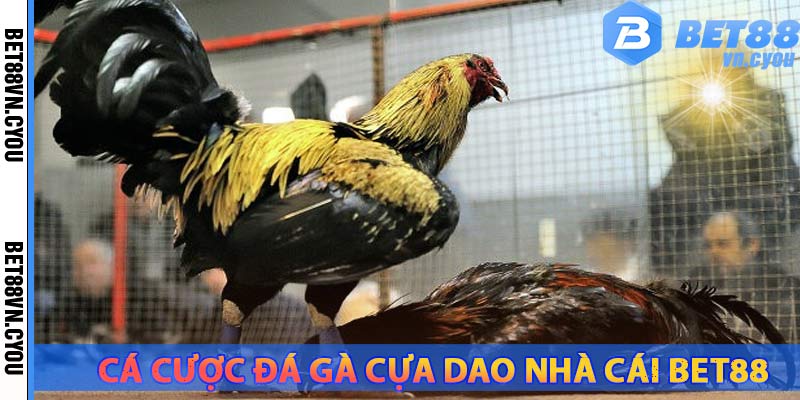 ca-cuoc-da-ga-cua-dao-nha-cai-bet88