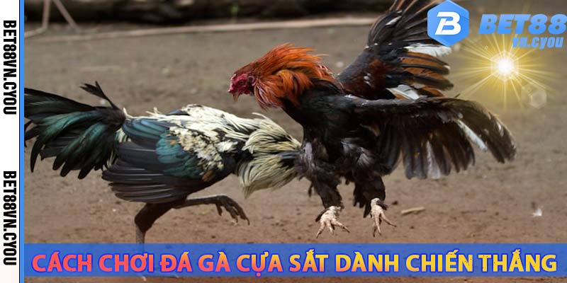 cach-ca-cuoc-da-ga-bet88-de-dang-chien-thang